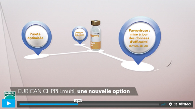 Motion design MERIAL